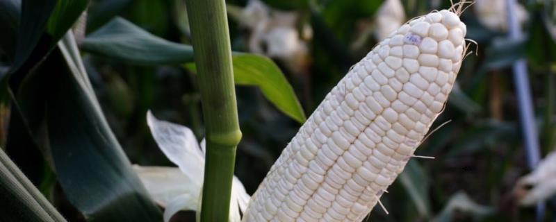 玉米六月份种行吗，播种后下雨有影响吗