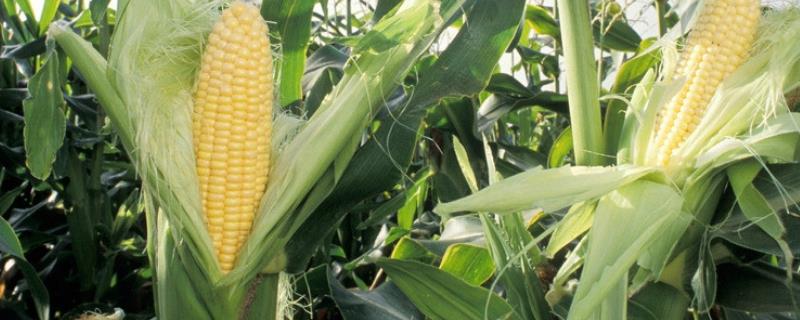 刚种的玉米要浇水吗，播种后遇到下大雨会有影响吗