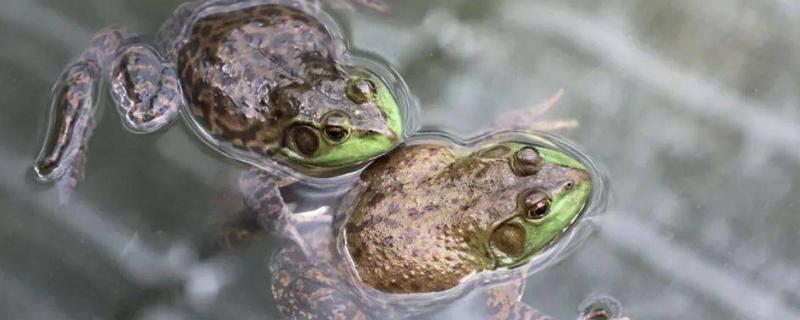 牛蛙常见病防治与用药，牛蛙喜欢生活在深水还是浅水