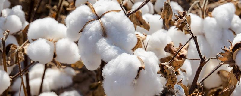 新疆南部棉花种植的有利条件，新疆棉花产区主要分布在哪