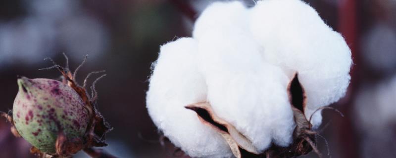 新疆棉花种植的区位因素，在什么季节开始采摘