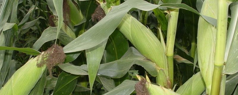 玉米适合种在什么土壤，播种后多少天授粉