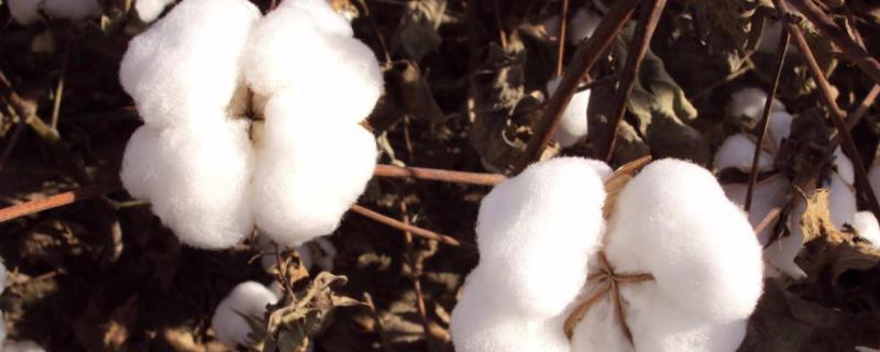 新疆棉花机械化水平高的原因，新疆棉花什么时候开始采摘