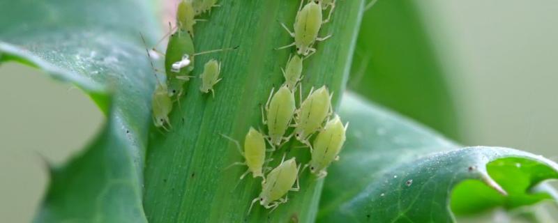 玉米起腻虫用什么药，为什么会起腻虫