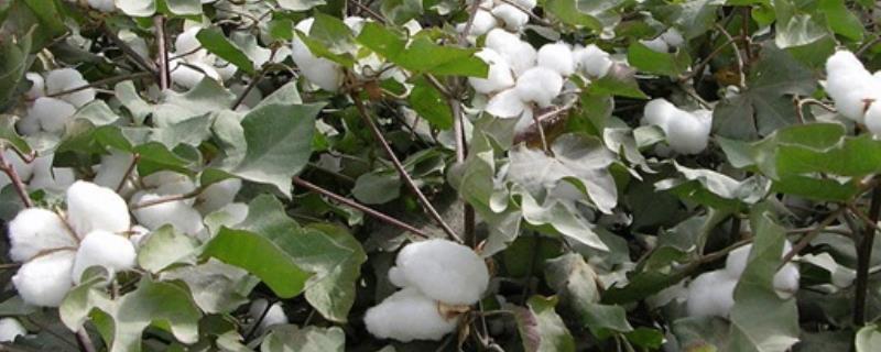 新疆大规模种植棉花的主要优势，附种植区的分布特点