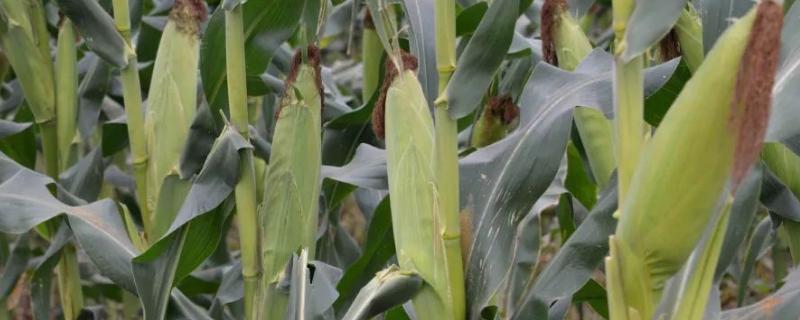 玉米怎么管理才能高产，哪个国家玉米产量高