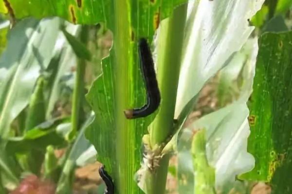玉米粘虫的危害及防治方法