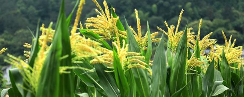 玉米花期打药影响授粉吗，玉米花期的主要害虫有哪些