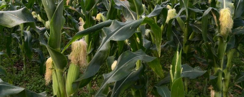 夏玉米高产栽培技术要点，高产品种有哪些