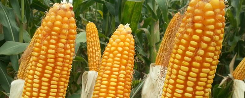 玉米控旺剂能和杀虫剂杀菌剂叶面肥一起使用吗，玉米控旺剂可以打花生吗