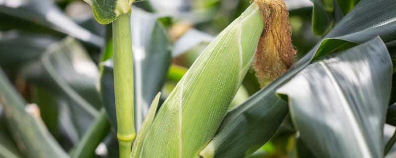 玉米氮肥过多的危害，附各个阶段的需肥量