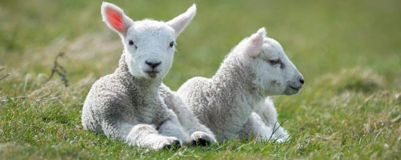 中国体型最大的绵羊，绵羊和山羊的区别是什么