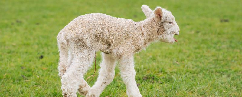 绵羊一年剪几次羊毛，剪毛后多久能长出来