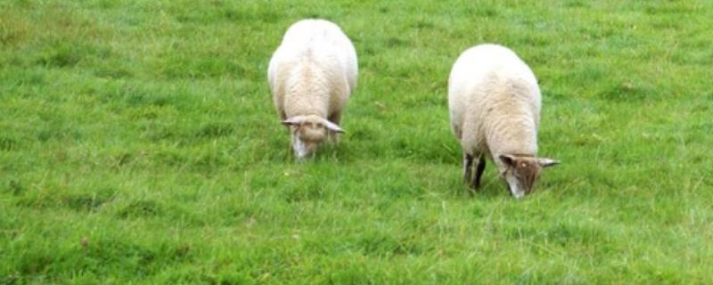 野生绵羊不剪毛会怎样，山羊和绵羊是同一个物种吗