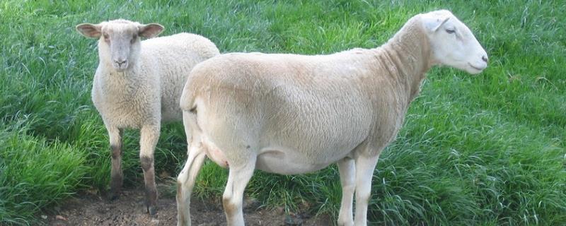 羊的尾巴有什么作用，为什么要断羊尾