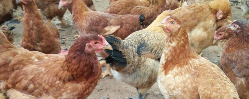 海兰褐蛋鸡体重采食量标准，海兰褐蛋鸡多少天产蛋