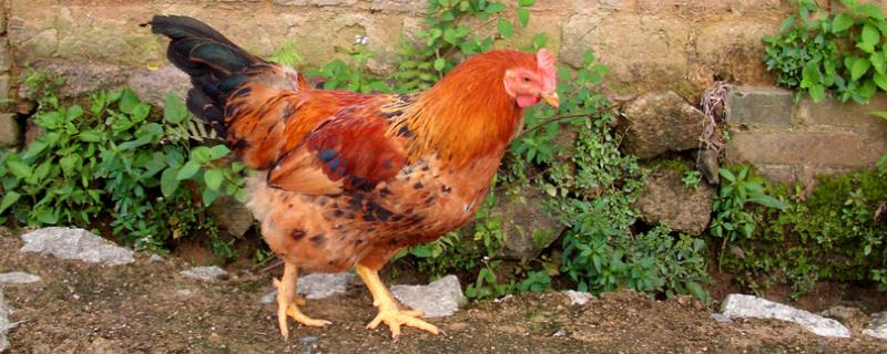 鸡在产蛋期能不能喂驱虫药，产蛋期的鸡的适宜光照时间
