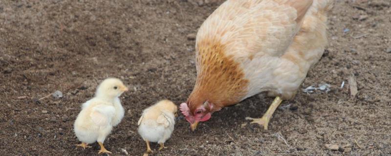 影响蛋鸡产蛋的主要因素有哪些，为什么会出现软壳蛋