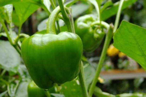 青椒的种植方法和管理技术