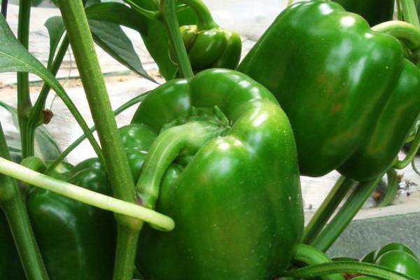 青椒的种植方法和管理技术