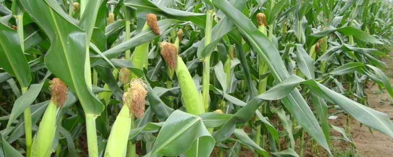 玉米打乙烯利几个叶可以打，乙烯利的使用方法