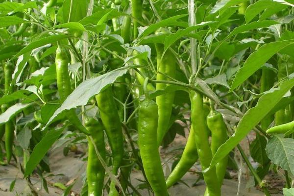 青椒在生长过程中使用什么肥能提高抗病能力，附种植方法