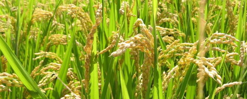 水稻插秧前用什么药封闭除草，附封闭除草剂种类