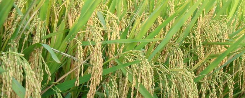 二甲灭草松对水稻分蘖有影响吗，分蘖用什么肥好