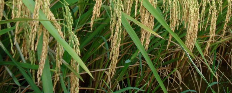 灭草松对水稻分蘖有影响吗，分蘖期是什么时候