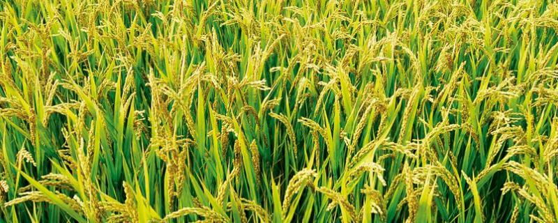 水稻生长期分几个阶段，什么时候收割