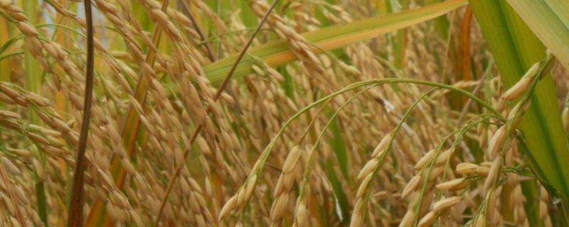 水稻分蘖是什么意思，分蘖期到拔节需要多少天