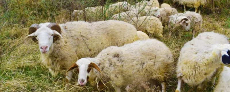 羊喜欢吃什么草，吃食少是什么原因