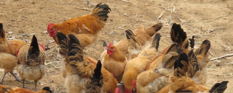 环境因素对蛋鸡生产的影响，蛋鸡喂什么料下蛋多