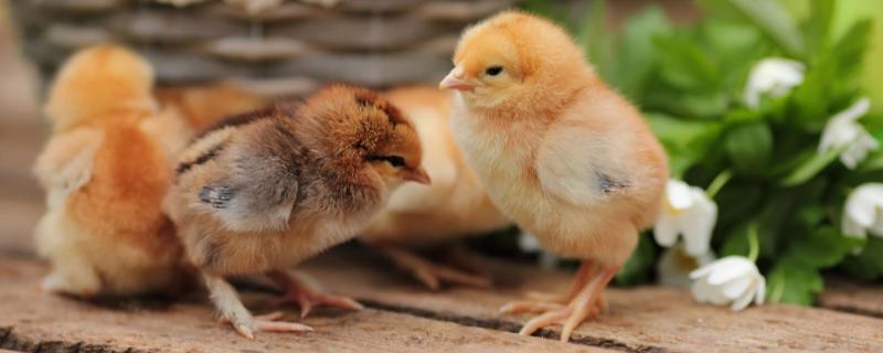 史上最简单孵小鸡方法，孵小鸡多少天可以出壳