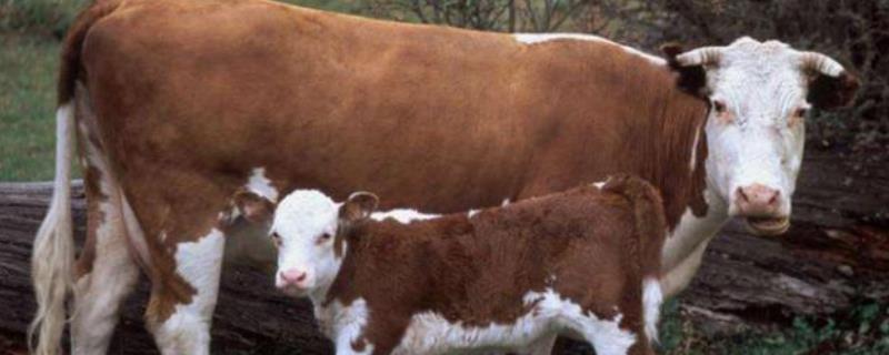 怀孕母牛一天喂多少料合适，母牛怀孕后有什么表现