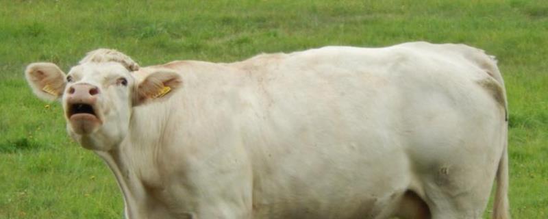 母牛快要生产的症状，母牛生产后如何喂养