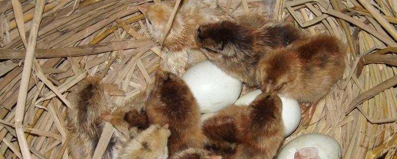 孵化器孵化小鸡的技术和说明，温度和湿度多少合适