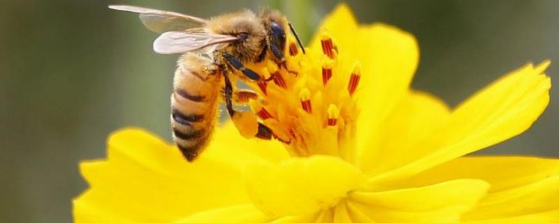 人工授粉的四个步骤，人工授粉和蜜蜂授粉的区别