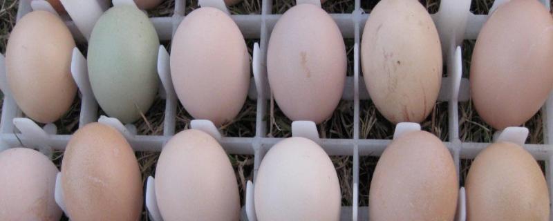 孵小鸡几天照蛋最合适，照蛋如何区分死胎蛋