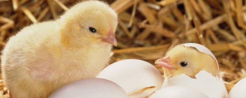 五月六月不能孵小鸡什么原因，孵小鸡需要多少天
