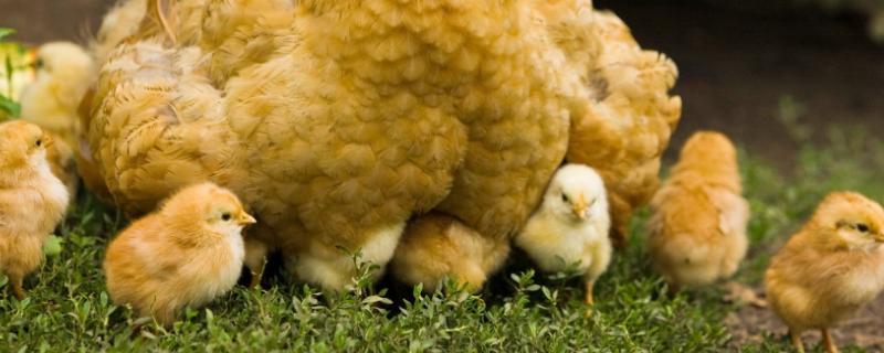 孵化小鸡21天没破壳怎么办，孵化小鸡时如何提高母鸡比例