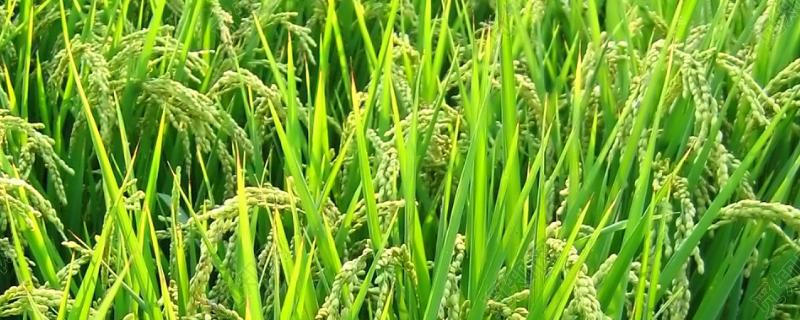 早稻浸种催芽时间，水稻生育期划分及时间