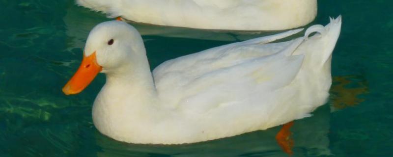 鸭的繁殖方式和过程，繁殖必须在水里吗