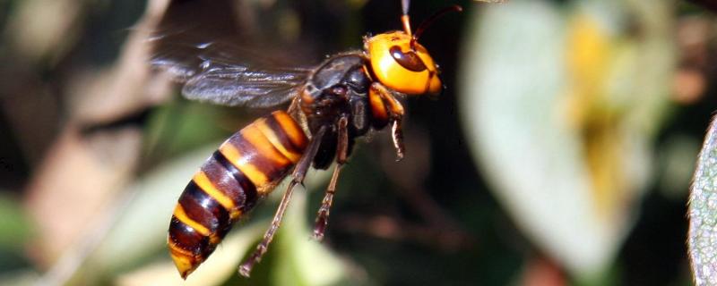 蜜蜂有马蜂来吃怎么办，蜜蜂和马蜂有什么区别