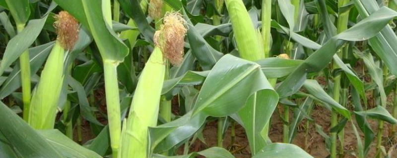 玉米怕涝还是怕旱，抗涝抗旱的玉米品种有哪些