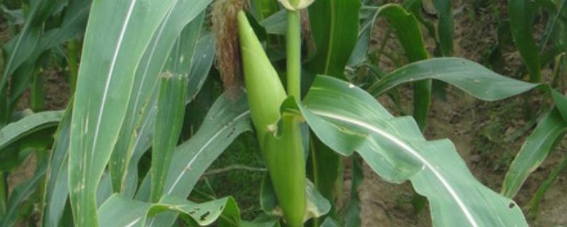 一年两季玉米怎么种植，一般在什么时间种植