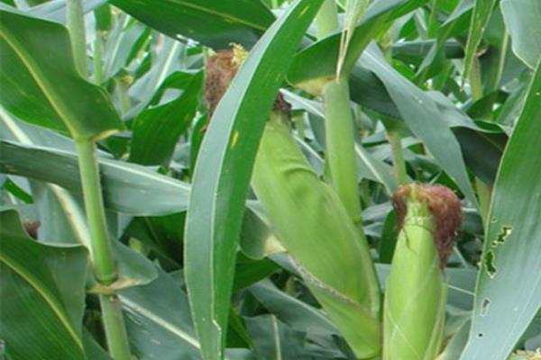凤玉88玉米品种