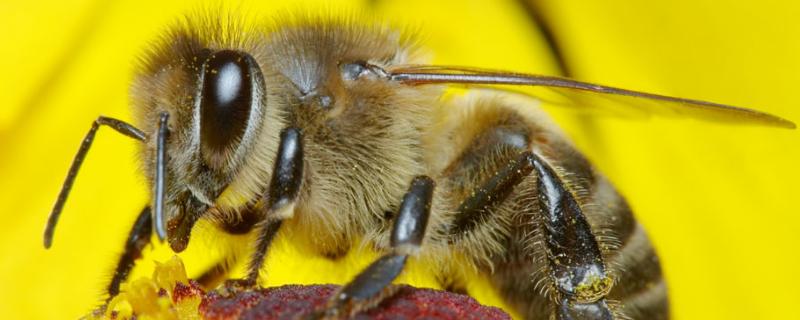 蛋群蜜蜂怎样靠自己发展，蛋群蜜蜂如何过冬