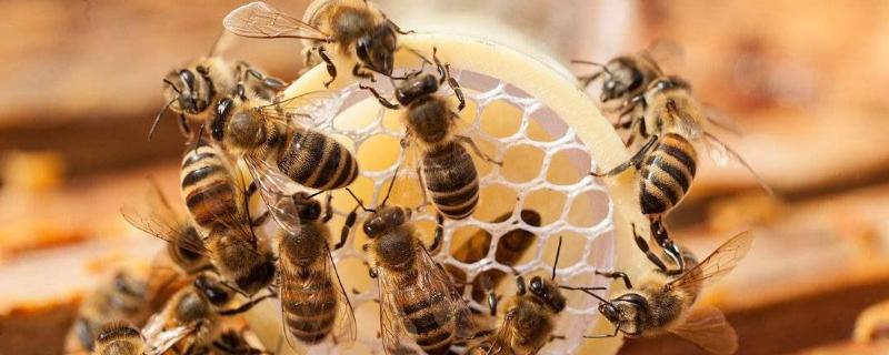 蜜蜂分类，被蜜蜂蜇了怎么处理