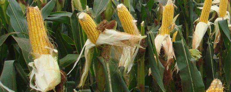 玉米最晚种植时间，附玉米种植方法